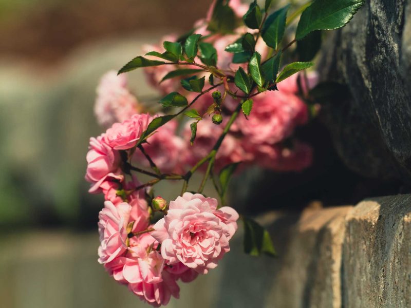 Gartenplaner Langenfeld